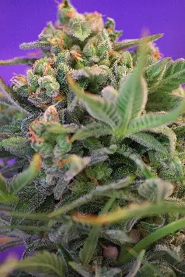Sweet Cheese F1 Fast cannabis seeds