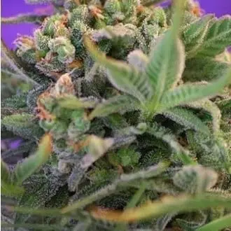 Sweet Cheese cannabis seeds by Sweet Seeds
