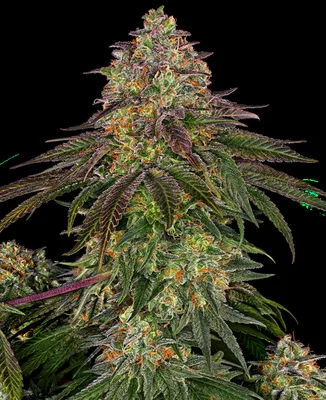 Sweet Cherry Kush cannabis seeds
