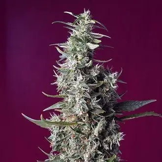 Sweet Cherry Pie cannabis seeds by Sweet Seeds