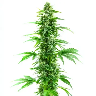 Sweet Island Skunk Fast Version cannabis seeds