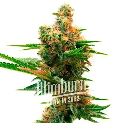 Sweet Island cannabis seeds