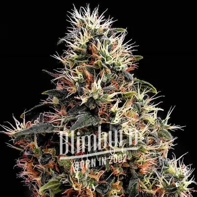 Sweet Kush cannabis seeds by Blimburn Seeds