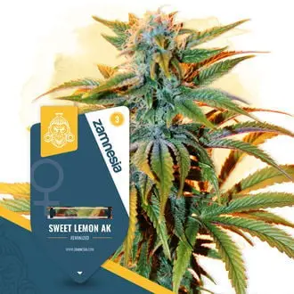 Sweet Lemon AK cannabis seeds by Zamnesia Seeds