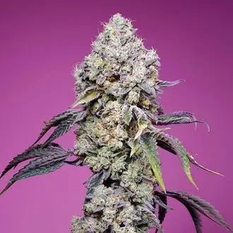 Sweet Mandarine Zkittlez F1 Fast Version cannabis seeds