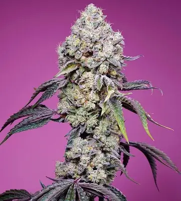 Sweet Mandarine Zkittlez F1 Fast cannabis seeds