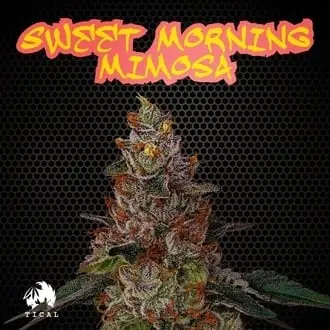 Sweet Morning Mimosa cannabis seeds
