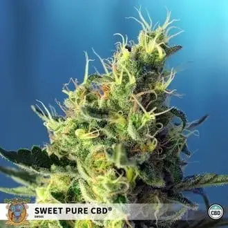 Sweet Pure CBD cannabis seeds by Sweet Seeds