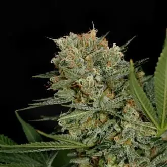 Sweet Russian cannabis seeds by Garden of Green
