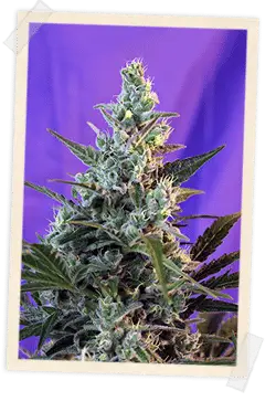 Sweet Skunk F1 Fast cannabis seeds