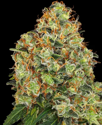 Sweet Tangerine Tango cannabis seeds