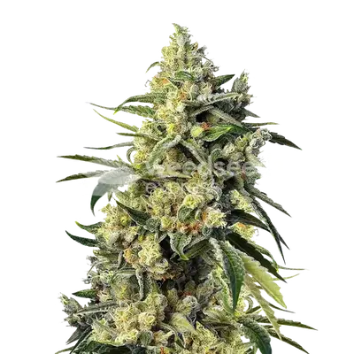 Sweet Tooth cannabis seeds