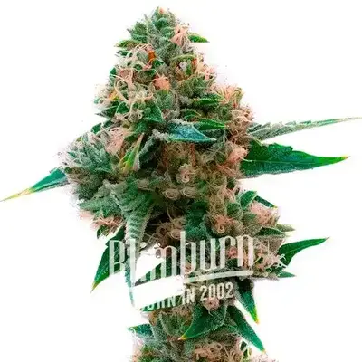 Sweet Tooth x Gorilla Glue cannabis seeds