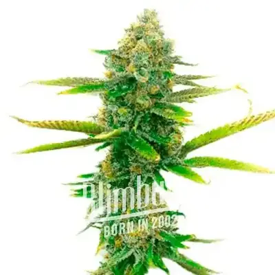 Sweet Tooth cannabis seeds by Blimburn Seeds