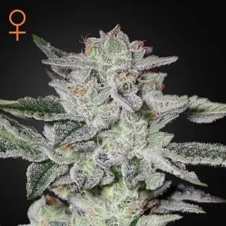 Sweet Valley Kush cannabis seeds by Greenhouse Seeds