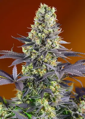 Sweet Zenzation (formerly Sweet Zkittlez) cannabis seeds