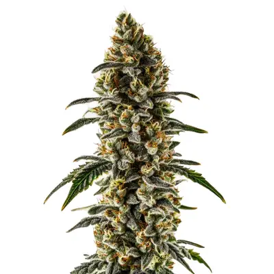 Sweet Zombie cannabis seeds by Blimburn Seeds