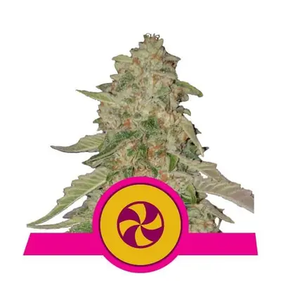 Sweet ZZ (formerly Sweet Zkittlez) cannabis seeds