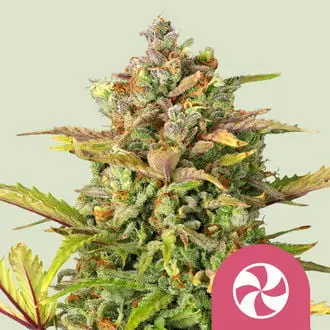 Sweet ZZ cannabis seeds by Royal Queen Seeds