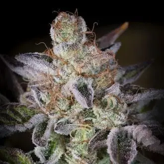 Sweetopia cannabis seeds by Paradise Seeds