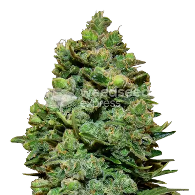 Swiss Cheese cannabis seeds