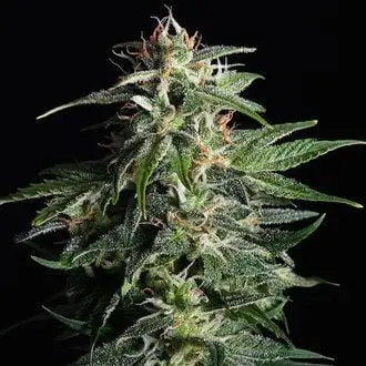 Swiss Dream Auto CBD cannabis seeds by Kannabia