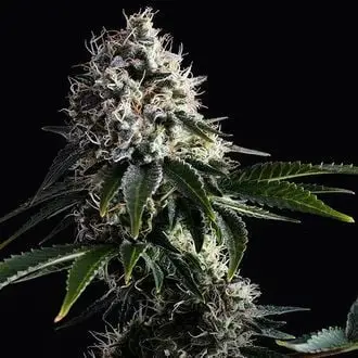 Swiss Dream CBD cannabis seeds