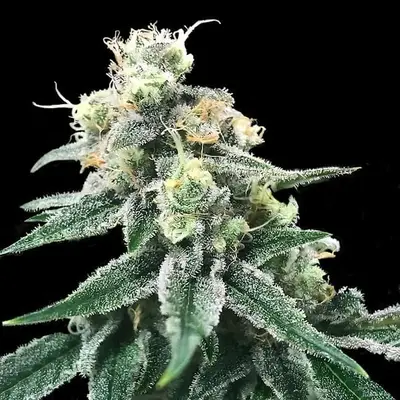 Swiss Miss cannabis seeds