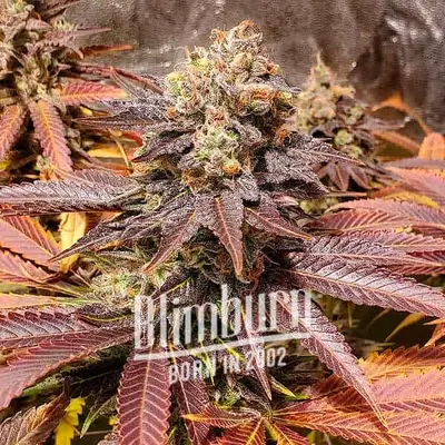 Tahoe Banana Sherbet cannabis seeds