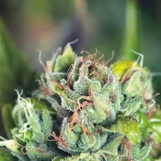 Tahoe Cure cannabis seeds