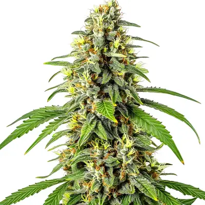 Tahoe Kush cannabis seeds by Blimburn Seeds