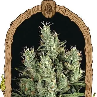 Tangerine Band cannabis seeds