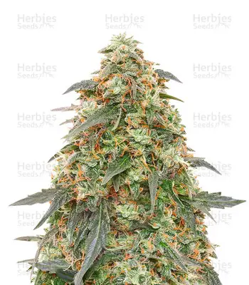 Tangerine Dream Auto Seeds from Barney’s Farm cannabis seeds