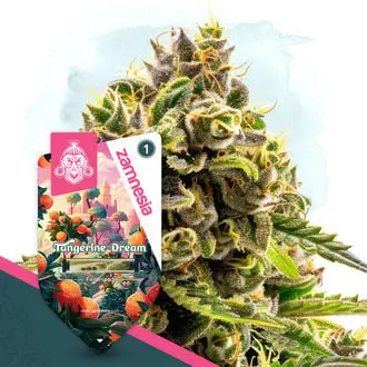 Tangerine Dream cannabis seeds by Zamnesia Seeds