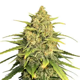 Tangerine G13 cannabis seeds by Amsterdam Genetics