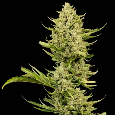 Tangerine Snow F1 Fast cannabis seeds