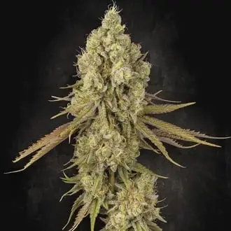 Tangerine Sorbet cannabis seeds