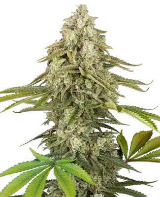 Tangie Jungle Juice cannabis seeds