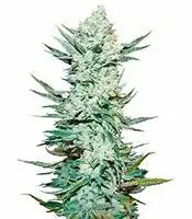 Tangie'matic cannabis seeds