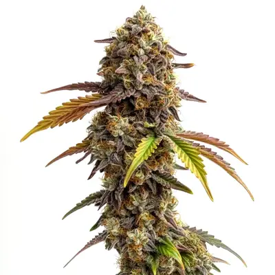 Tangie Purple Punch cannabis seeds by Blimburn Seeds