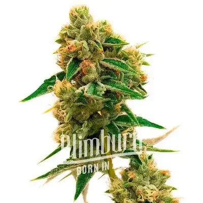 Tangie x Chocolope cannabis seeds by Blimburn Seeds