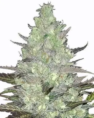 Tangie cannabis seeds