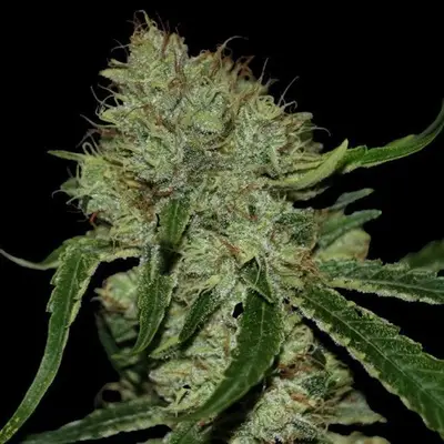 Tangielope Kush cannabis seeds