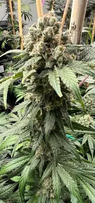 Tapestry cannabis seeds