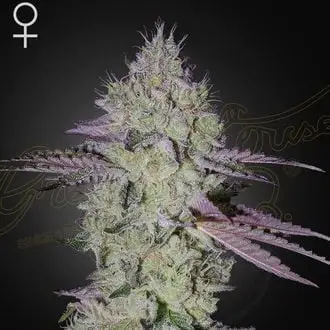 Tarte Tatin cannabis seeds