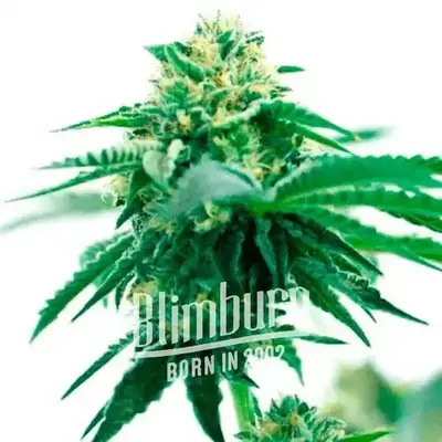 Taskenti cannabis seeds by Blimburn Seeds