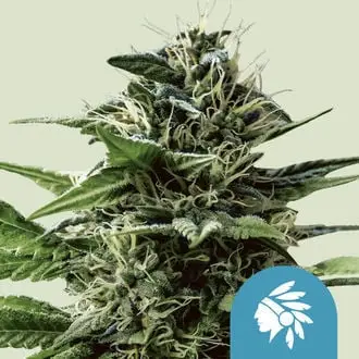 Tatanka Pure CBD cannabis seeds
