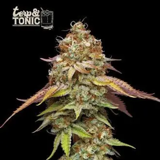 Terp & Tonic cannabis seeds