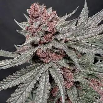 Terpgasm cannabis seeds by Solfire Gardens