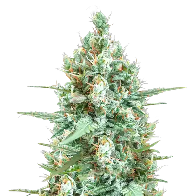 Tetra Express Feminized Seeds – 35% THC Hybrid cannabis seeds